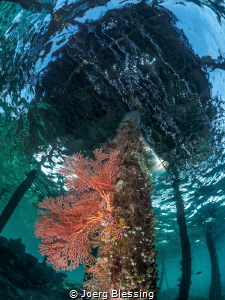 Under the Jetty by Joerg Blessing 